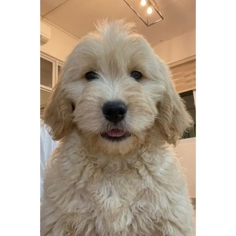 Cream Female Goldendoodle puppy Mochi recently placed with a Singapore family