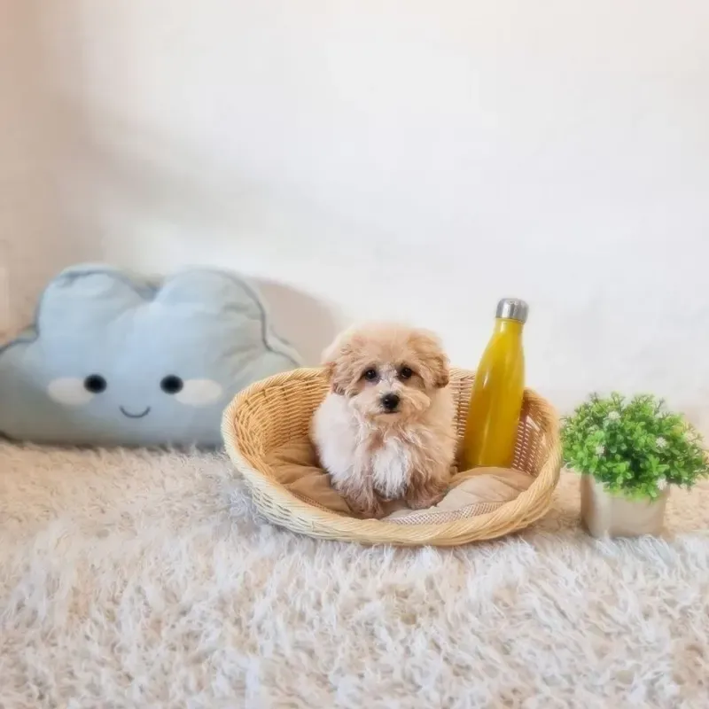 Apricot Male Maltipoo puppy Nin recently placed with a Singapore family