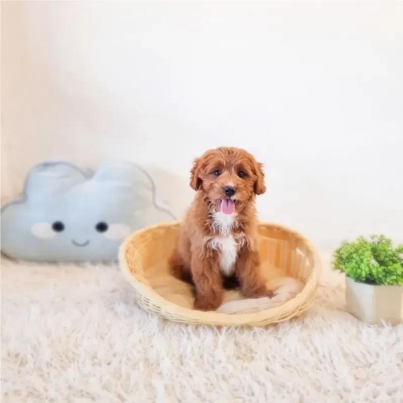Red White Male Cavapoo puppy Eigh recently placed with a Singapore family