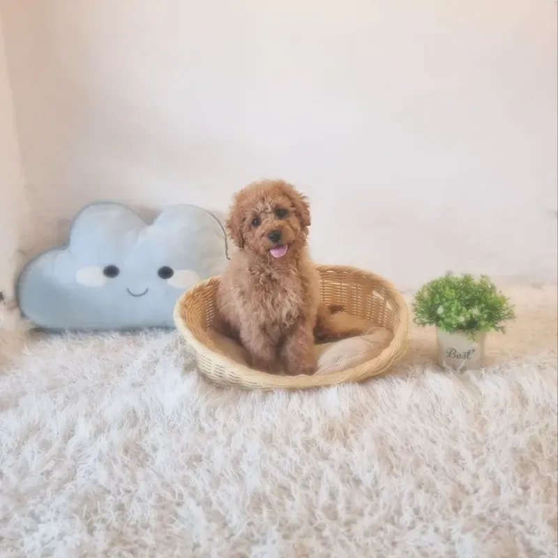 Red Female Goldendoodle puppy Ten recently placed with a Singapore family