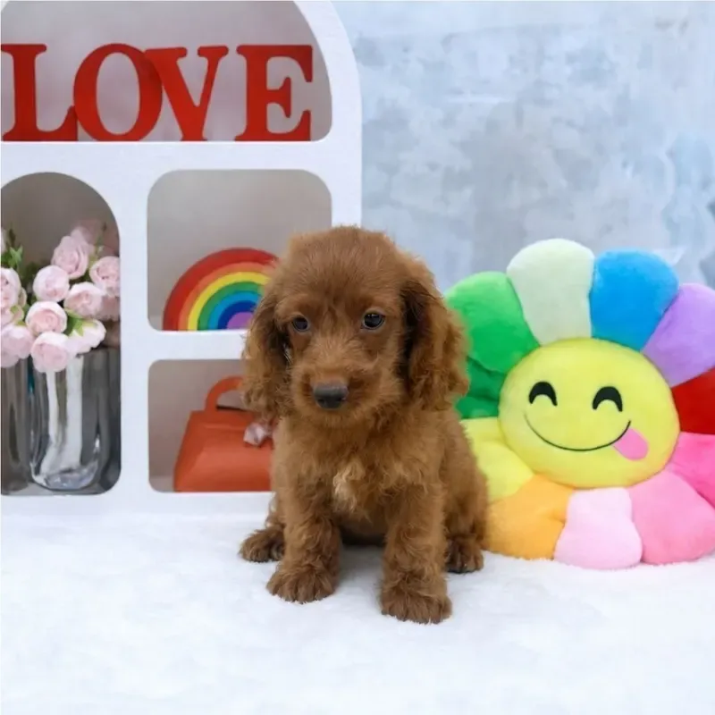 Apricot Male Cavapoo puppy Thir available in Singapore