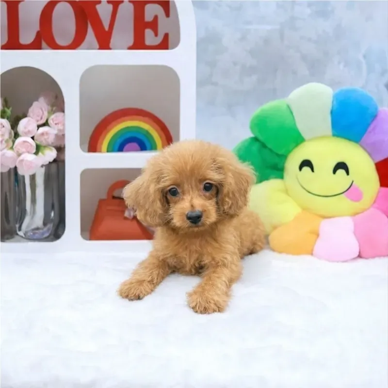 Apricot Male Cavapoo puppy Fou available in Singapore