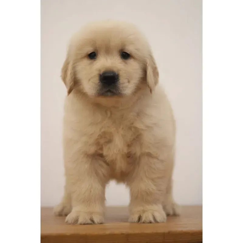 Golden Female Golden Retriever puppy Six recently placed with a Singapore family
