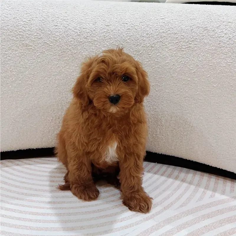 Red White Male Cavapoo puppy Fift recently placed with a Singapore family