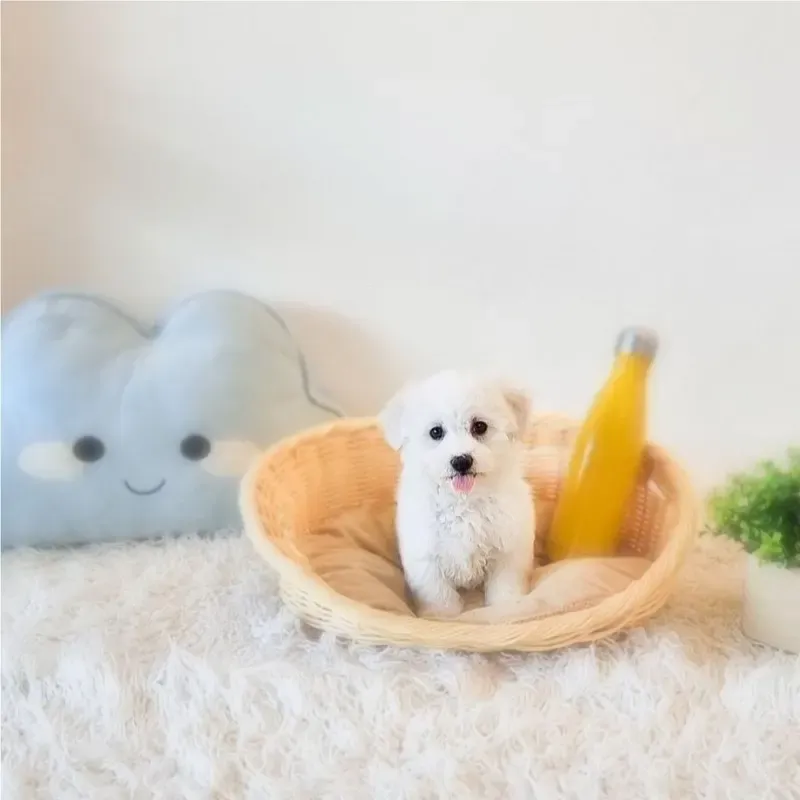 White Female Bichon Frise puppy Seve available in Singapore