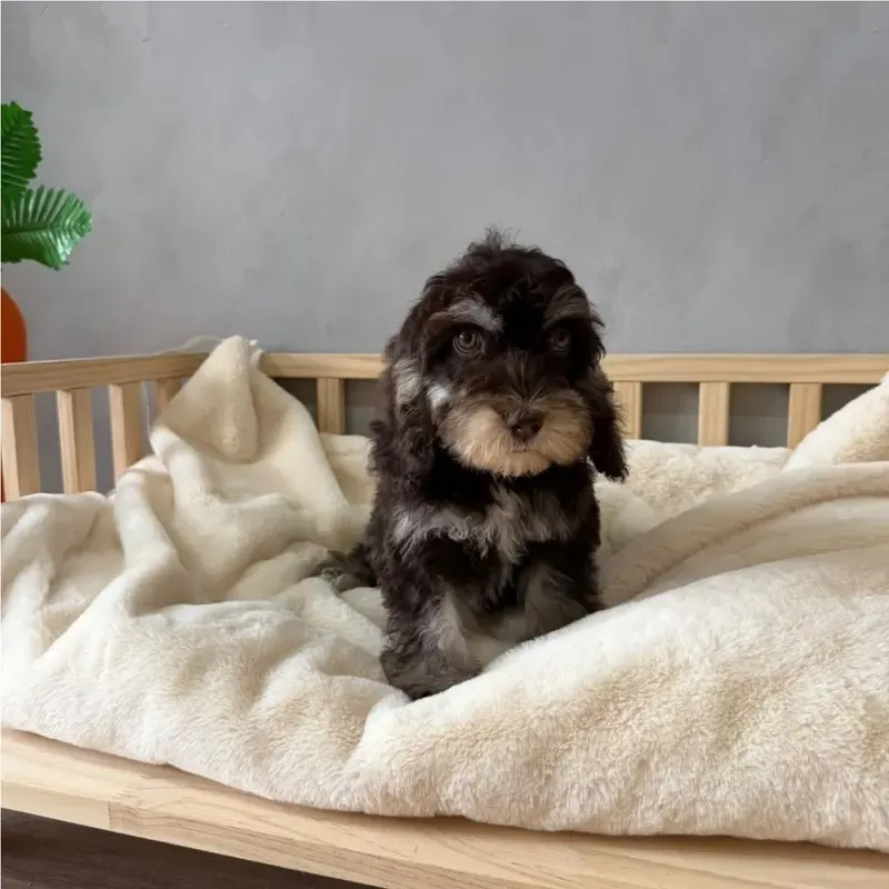 Tri Color Female Cockapoo puppy Fox available in Singapore