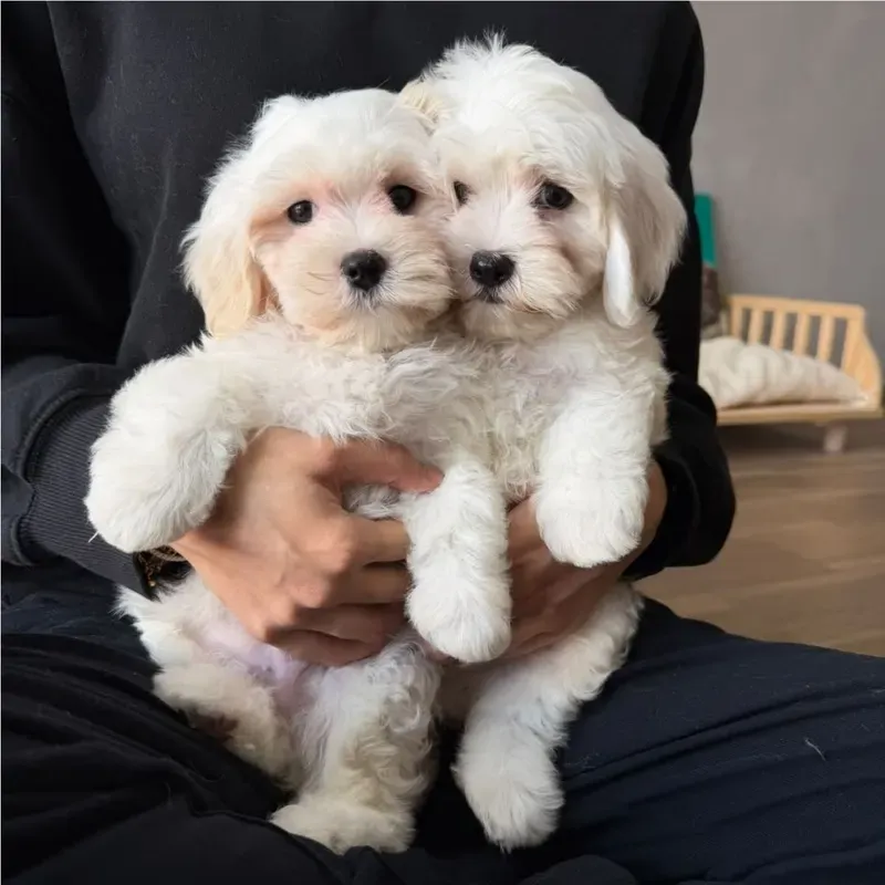 White Male Maltipoo puppy Flash available in Singapore