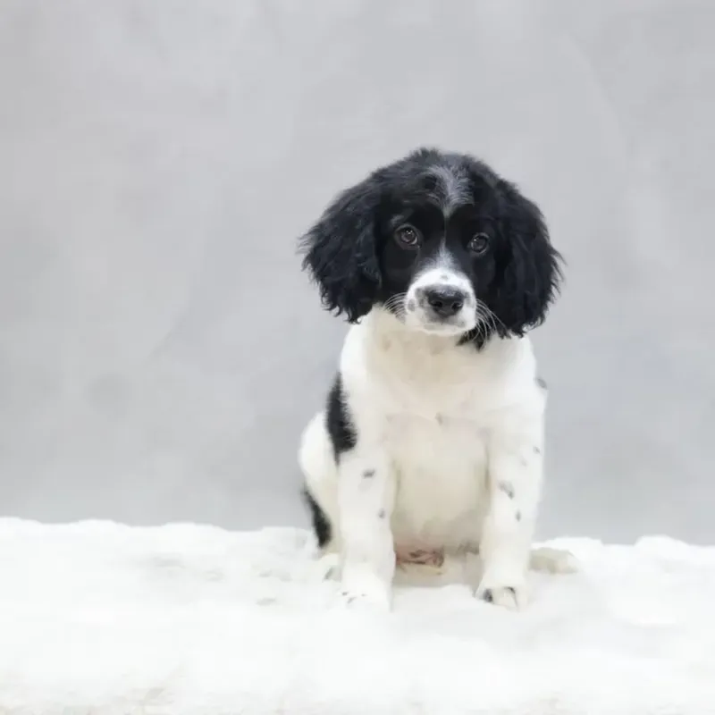 Black White Male Goldendoodle puppy Pebble available in Singapore