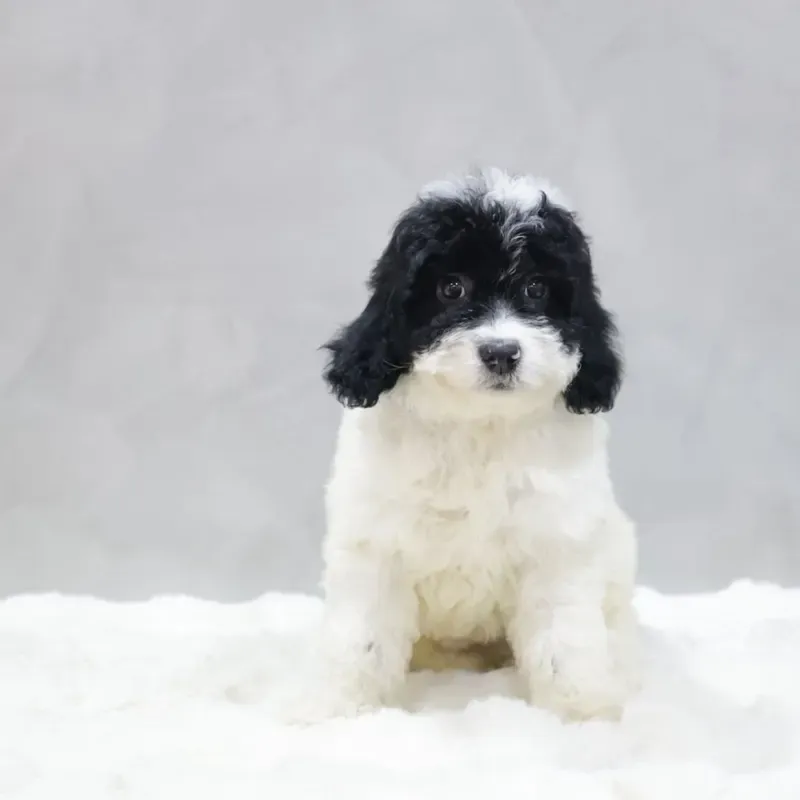 Black White Male Goldendoodle puppy Waffles available in Singapore