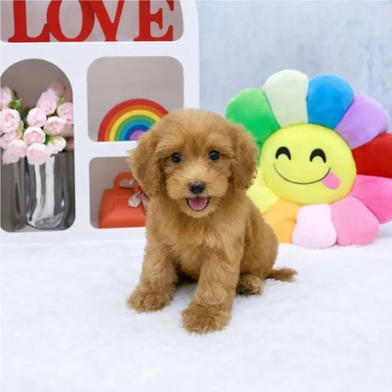 Apricot Female Cavapoo puppy Swee available in Singapore