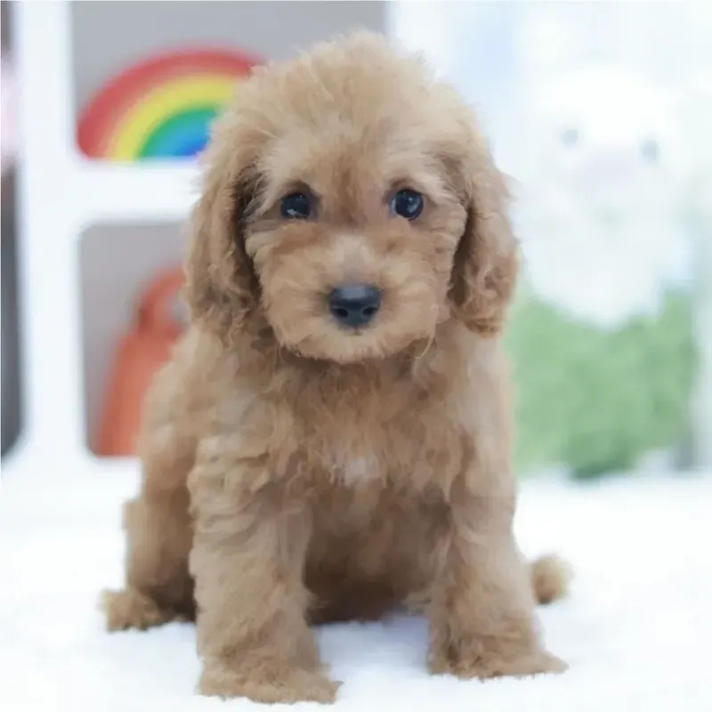 Apricot Female Cavapoo puppy Sweet available in Singapore