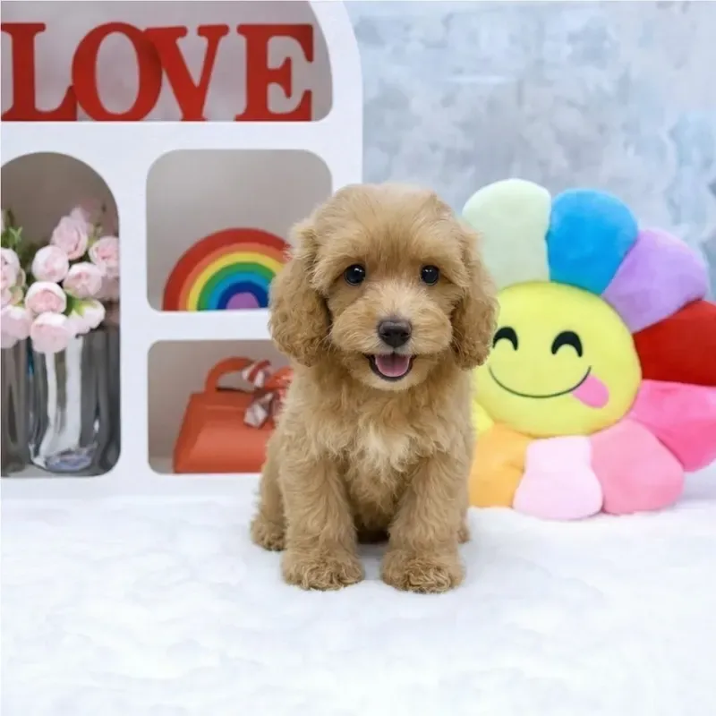 Apricot Female Cavapoo puppy Potat available in Singapore