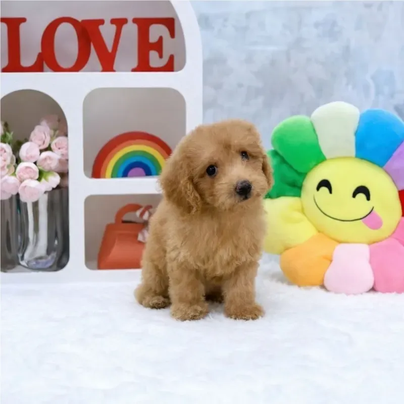 Apricot Female Cavapoo puppy Potatoe available in Singapore