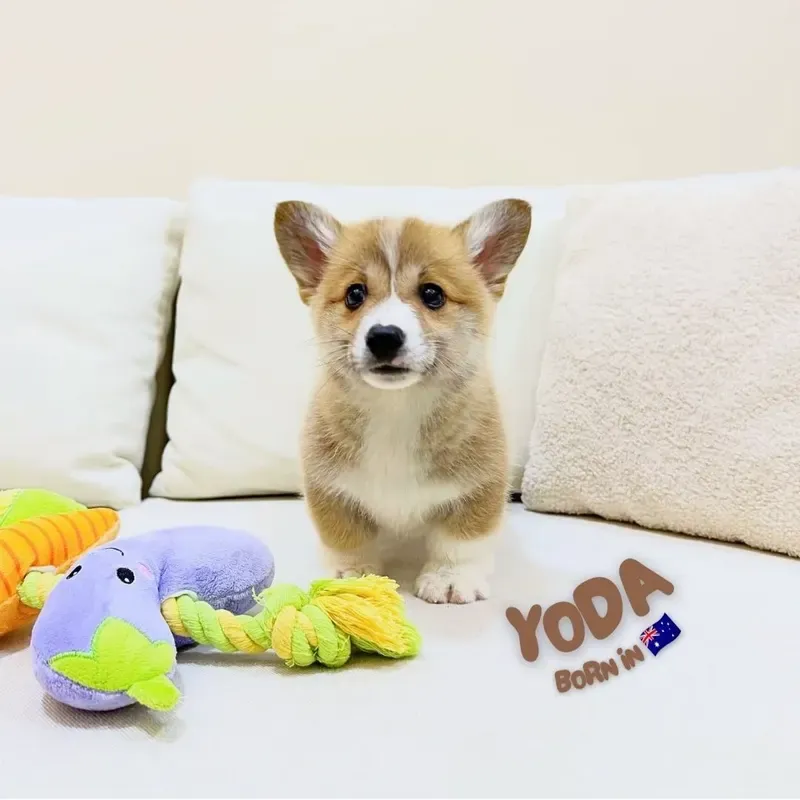 Sable Male Corgi puppy Yoda available in Singapore