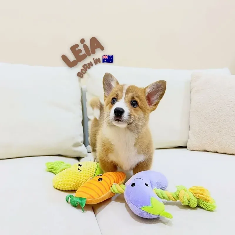 Sable Female Corgi puppy Leia available in Singapore