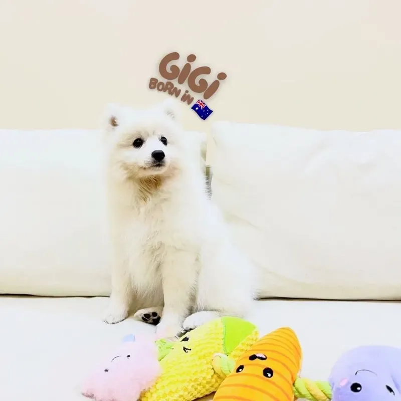 White Female Japanese Spitz puppy Gigi available in Singapore